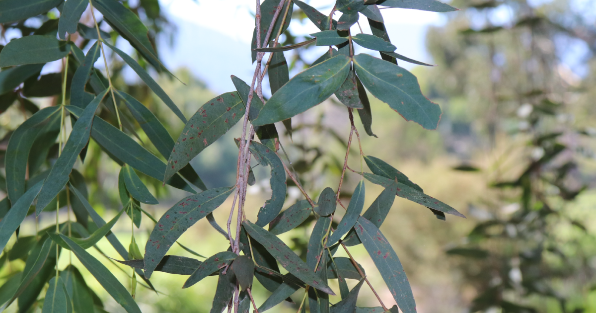 ‘Enough is Enough’ – Gellung Warl Statement on Mildura Incident